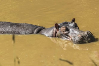 Hippopotamus in a river resting in Serengeti National Park, Tanzania Africa