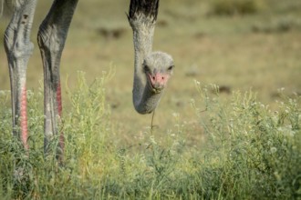 Close up of a male Ostrich in the Kalagadi Transfrontier Park, South Africa