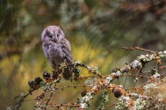 The Eurasian scops owl, Otus scops, European scops owl in forest