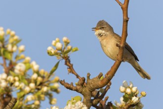 Whitethroat, (Sylvia communis), songbird, animals, birds, genus. of Curruca, NSG Der Spieß,