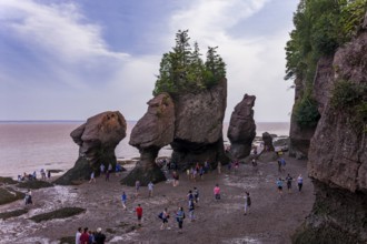 The distinctive sea staks and rock formations best known as Flowerpot Rocks in Hopwell Rocks