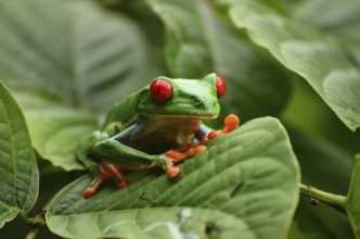 Red-eyed tree frog in Costa Rica