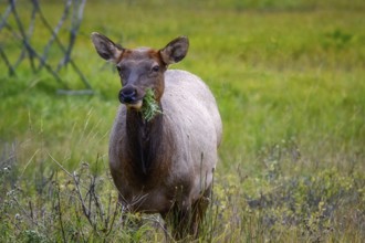 Wapiti in Beautiful autumn landscape scene in mountain in background in Jasper National Park west