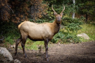 Wapiti in Beautiful autumn landscape scene in mountain in background in Jasper National Park west