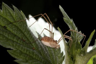 Rilaena triangularis, black-eyed anchor