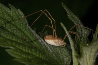 Rilaena triangularis, black-eyed anchor, Harvestman