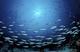 Swarm of neon fusiliers, Pterocaesio tile, Maldives, Indian Ocean, Meemu Atoll