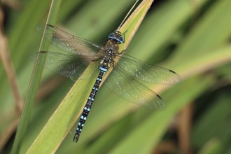 Autumn mosaic damselfly, Aeshna mixta