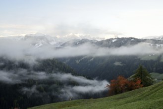 Autumn landscape with colorful trees and snowy mountains in the background in Dolomites