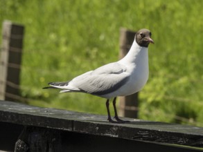 Close-up of a seagull on a wooden beam in front of a green, grassy background, enkhuizen, the
