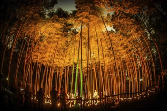 Small-diameter light-up of the bamboo grove (small desk Castle forest of citizen). Shooting
