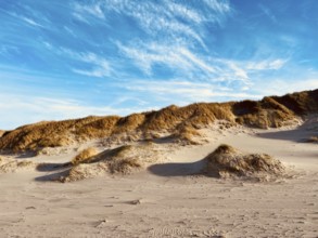 Idyllic sandy beach on the Danish North Sea can be seen stretching out under a bright blue sky