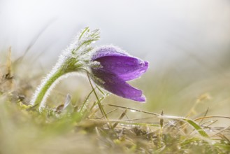 Purple pasque flower (Pulsatilla vulgaris) with dewdrops in a grass field, fresh and calm