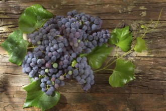 Late summer fruits, collection of black grape strawberry