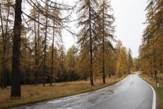 Idyllic and beautiful empty rural road passing through the Italian alpine alps mountains with