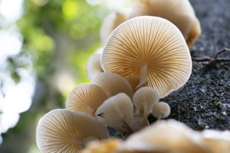 Beech slime mould (Mucidula mucida), fruiting body from below, North Rhine-Westphalia, Germany