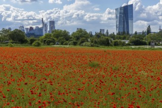 Poppy field with skyline, Frankfurt, Hesse, Germany
