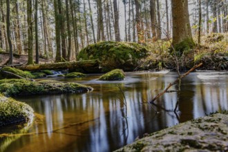 A stream flows quietly through moss-covered stones in a densely wooded area, Höllbachtal, Upper