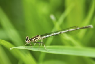 Small damselfly dragonfly