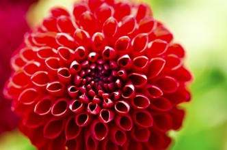 Pompom Dahlia