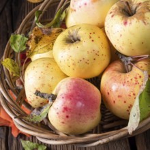 Frische und leckere bio-äpfel in einem korb