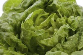 Green salad with fresh vitamins