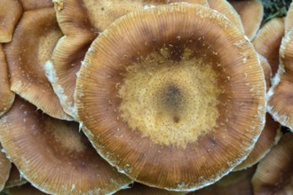 Hallimasche, Armillaria