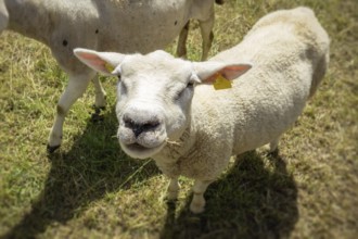 An image of a sheep in the green meadow