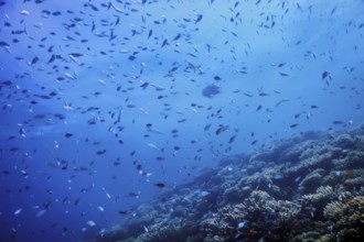 Underwater view of the coral reef, Tropical waters, Marine life