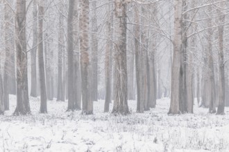 Poplar trees trunks natural background winter edition