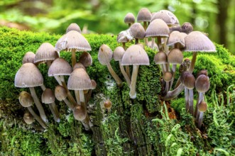 A horizontal shot of mushrooms on the surface of mossy wood