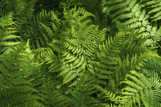 Natural fern pattern. Background with young green fern leaves