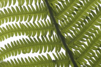 Fern (Osmunda regalis)