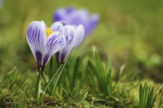 Crocus (Crocus)