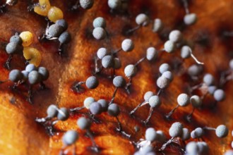 Filamentous fruit slime mould (Badhamia utricularis)