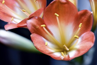 Clivia, Clivia miniata, strap leaf, flowers (Clivia miniata, Flores)