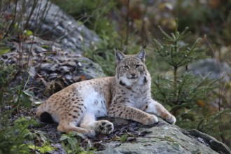 Lynx (Lynx lynx)