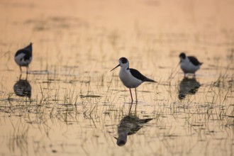Black-winged Stilt (Himantopus himantopus)