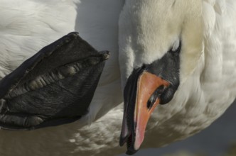 Mute swan, portrait (Cygnus olor)