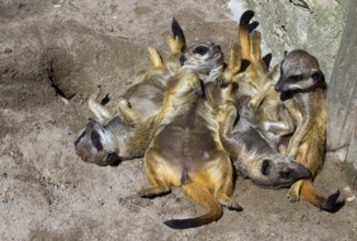 Meerkat gang (Suricata suricatta)