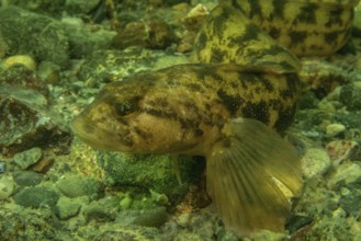 Eelpout (Zoarces Viviparus)