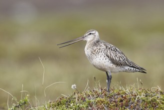 Bar-tailed godwit (Limosa lapponica)