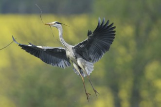 Grey heron (Ardea cinerea)