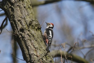 Middle spotted woodpecker (Dendrocopos medius)