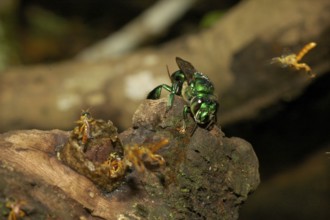 Magnificent bee at the nest of a Stingless bee (Euglossa sp. + Tetragonisca angustula)