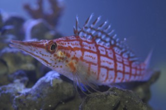 Long-snouted coral guard (Oxycirrhites typus)
