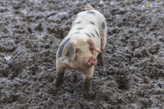 Baby Spotted Bentheimer pig enjoying themselves outdoor in the mud