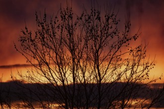 Evening red shrubs in front of reddish and yellow cloud structures, Buchhofen, Bavaria, Germany