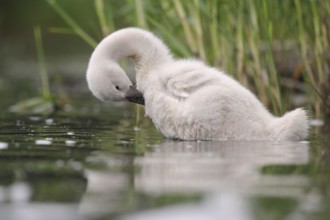 Young mute swan preens its plumage