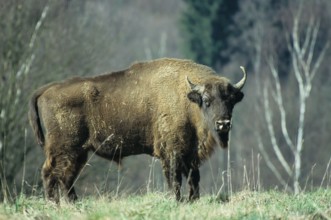 European bison (Bison bonasus)